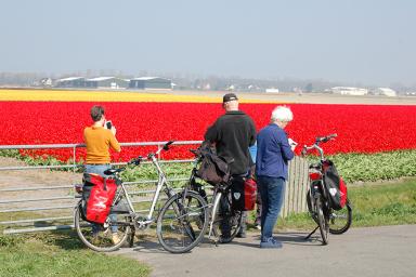 Cyclist red tulips